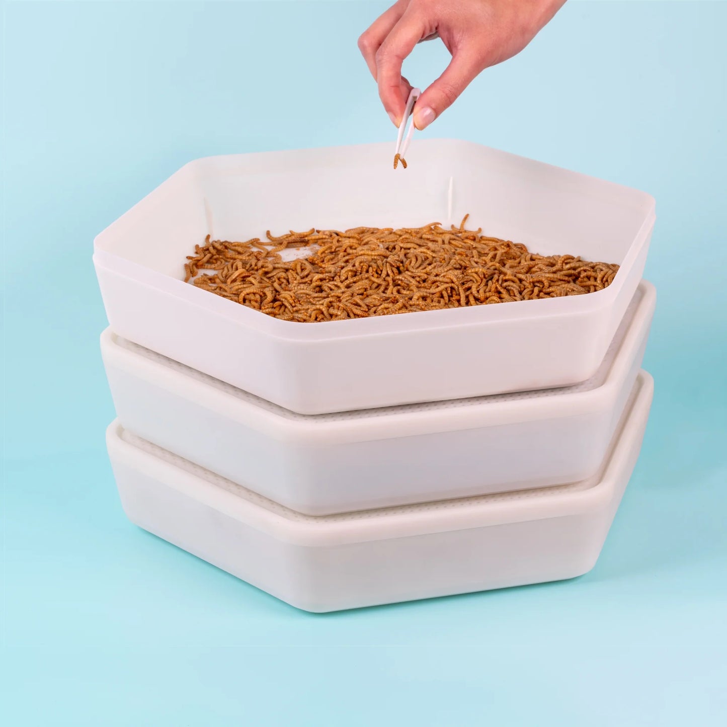 The Mealworm Growing Pods - Free Delivery for UK
