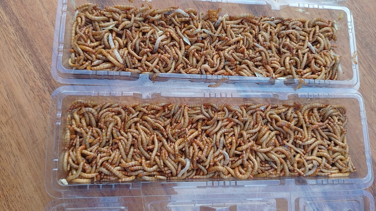 EntoPro Live Organically Bred Mealworms 240g – Ento U.P Store